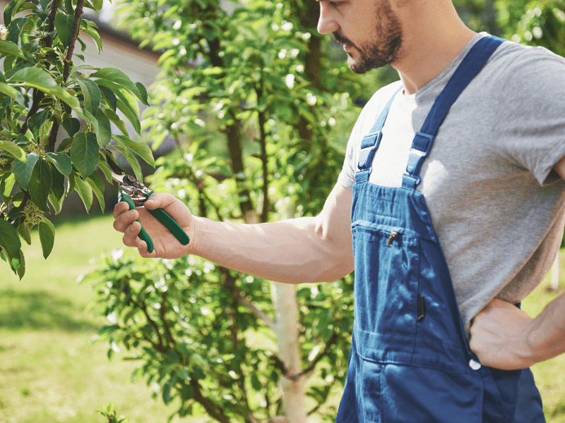 entretien arbres fruitiers