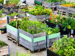 10-Potager cultiver légumes ville
