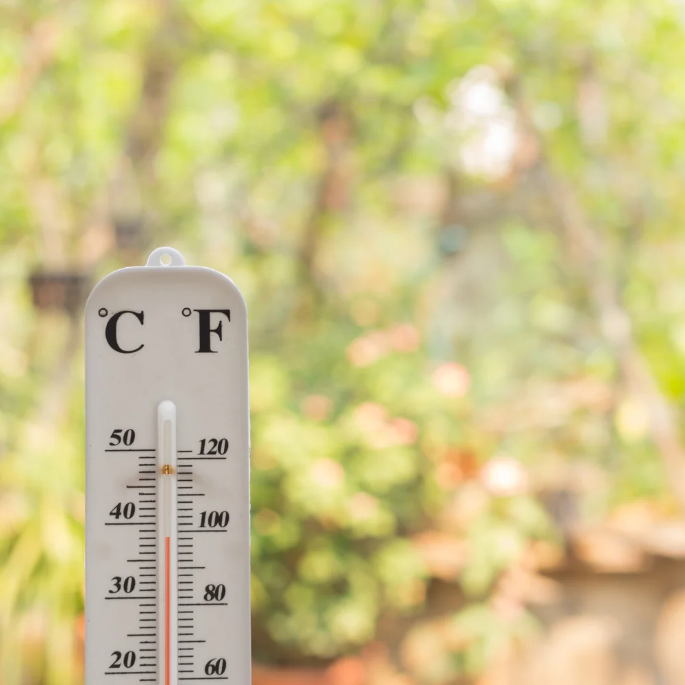 protéger jardin canicule