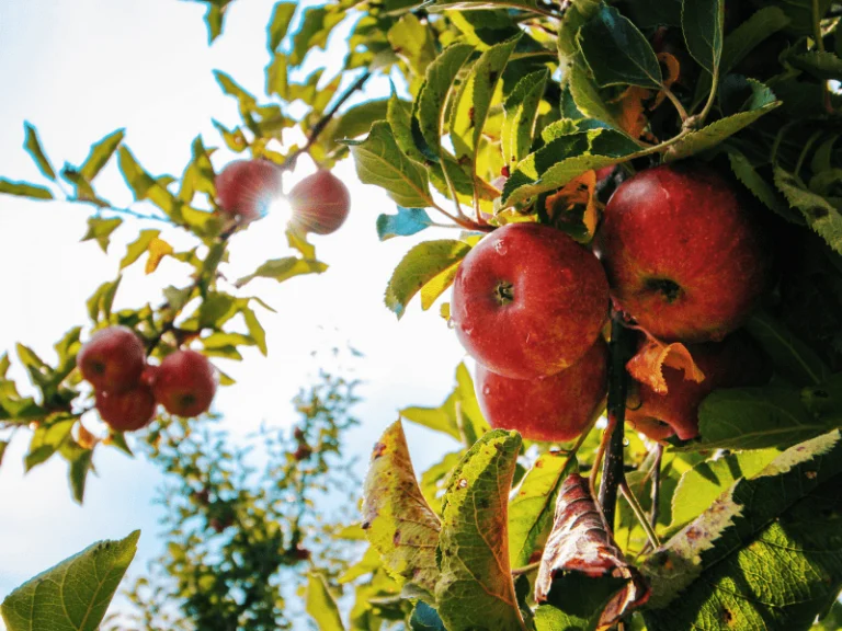 entretien de jardin à Poitiers